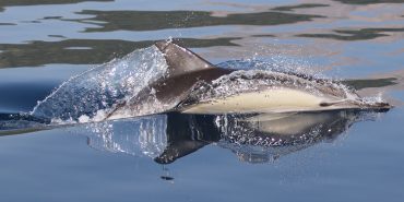 Short beaked common dolphin in Greece