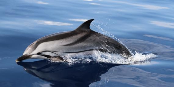 Common dolphin in Greece