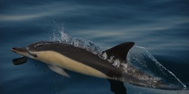 Dolphin swimming in Portugal
