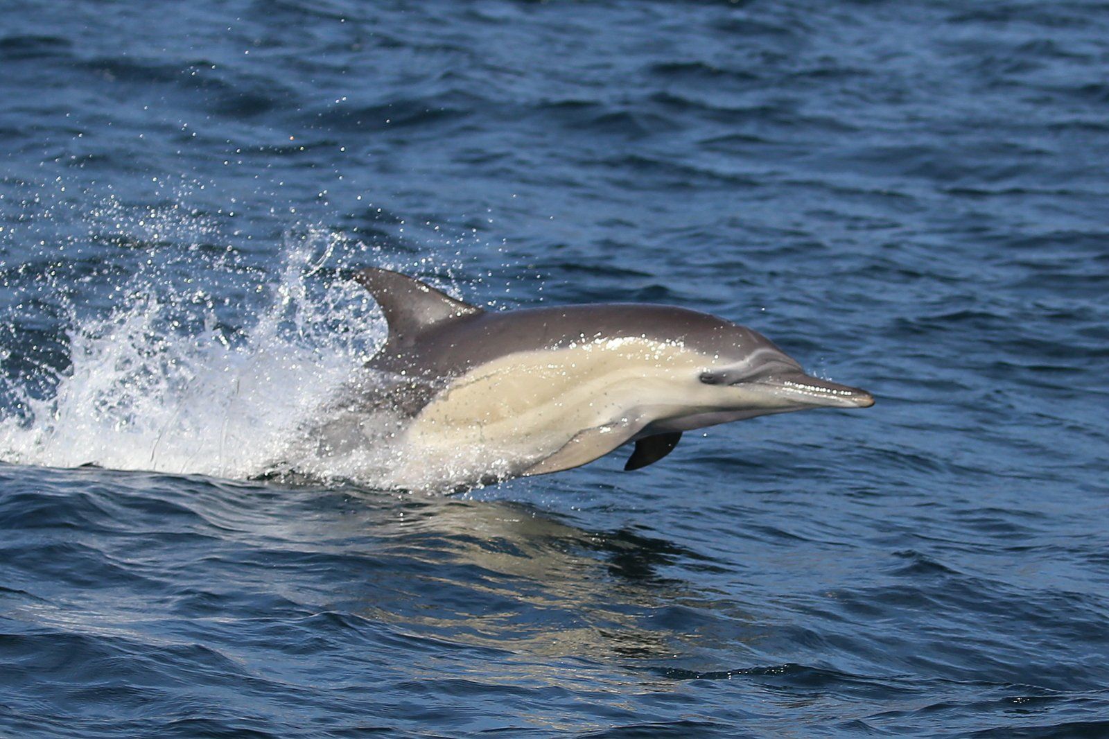 Common dolphin research in South Africa