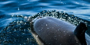 Dolphin closeup Portugal