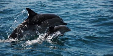 Dolphin and baby swimming in Portugal
