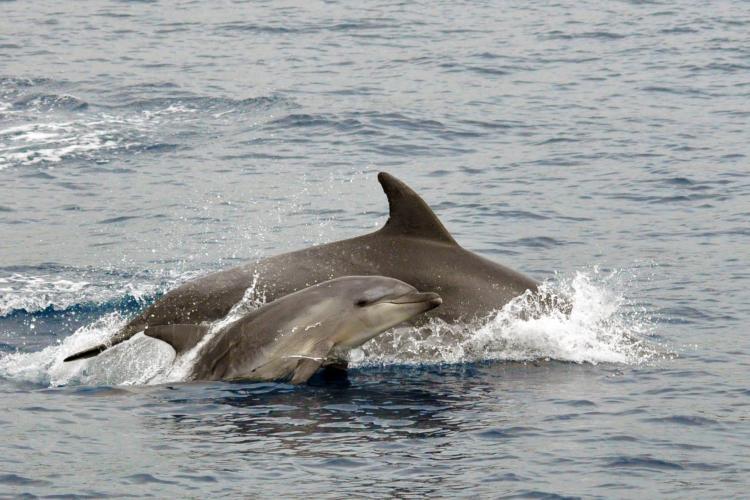 Dolphin with baby in Italy
