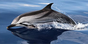 Dolphins & Whales