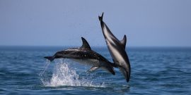 Volunteers research dolphins in Namibia