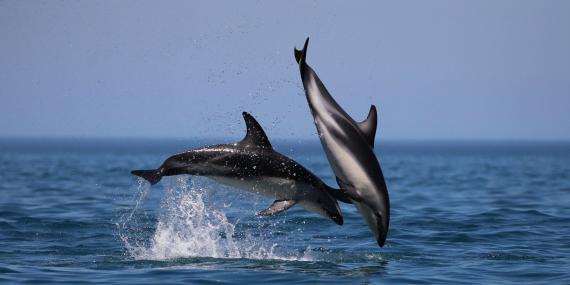 Volunteers research dolphins in Namibia