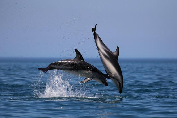 Volunteers research dolphins in Namibia
