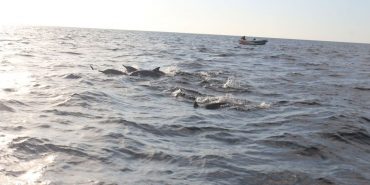 About the Marine Conservation