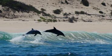 Volunteers witness dolphins leaping through waves in South Africa