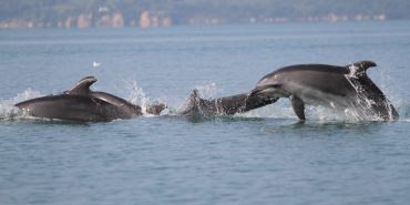 Dolphin group swimming in Greece