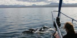 Common dolphins swimming in front of boat