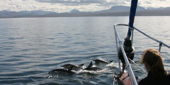Common dolphins swimming in front of boat