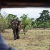 Elephant Conservation Volunteer Project, Sri Lanka