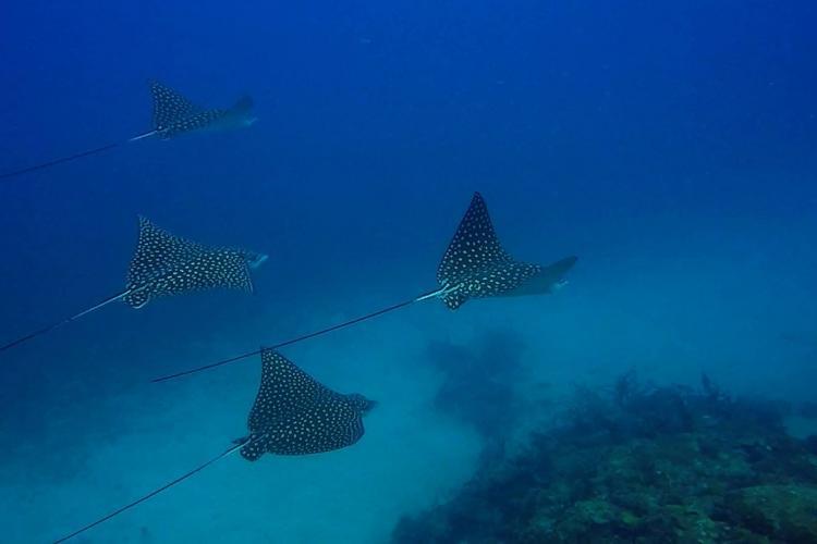 Diving with eagle rays Sandy Island