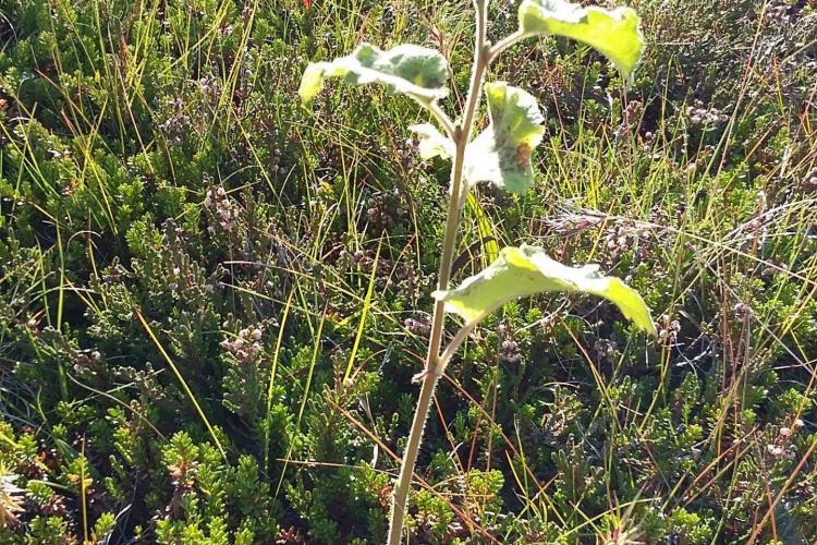 Planting trees in Iceland