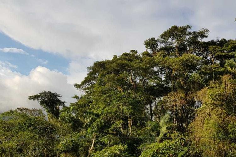 Cloud forest canopy in Ecuador