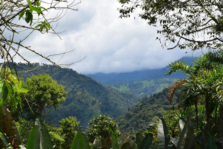 Ecuador cloud forest