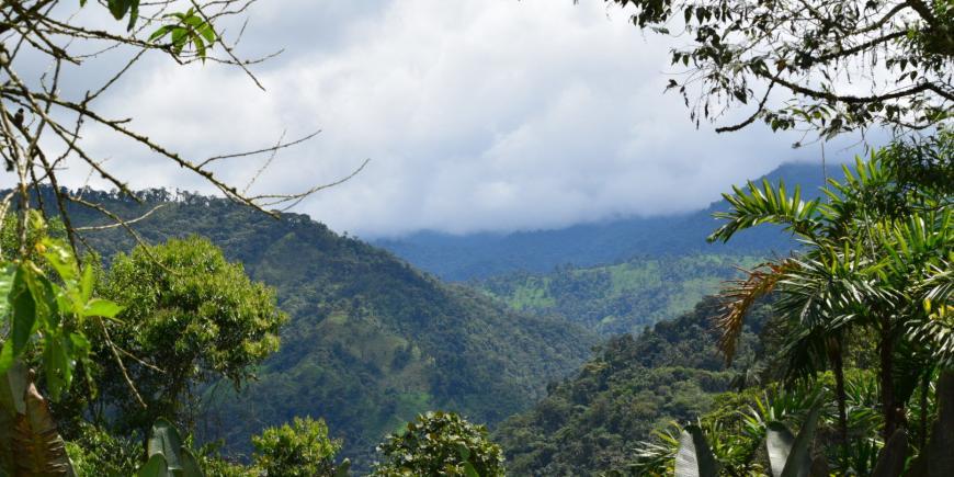 Ecuador cloud forest
