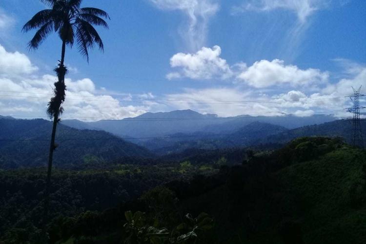 Cloud forest canopy in Ecuador