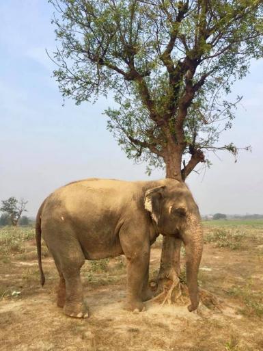 Elephant by tree in India