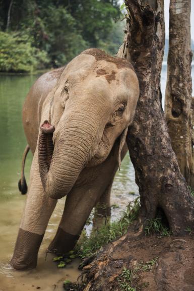 Elephant scratching on tree in Laos