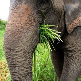 Elephant Eating Grass Thailand