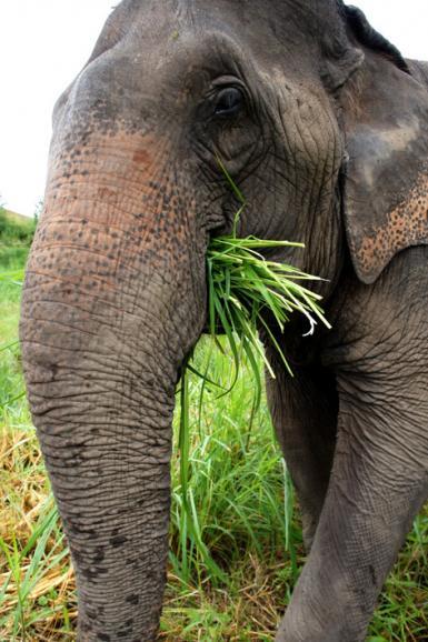 Elephant Eating Grass Thailand
