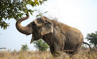 Elephant eating leaves in India