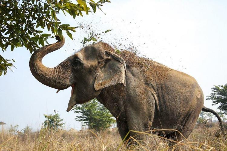 Elephant eating leaves in India