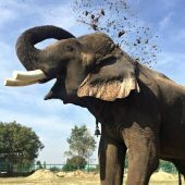 Elephant Volunteer Project, India
