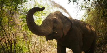 Wildlife and Biodiversity