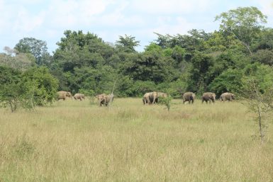 Elephant herd Sri Lanka
