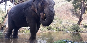 Elephant walking in the river Chiang Mai