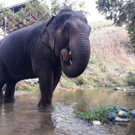 Elephant walking in the river Chiang Mai