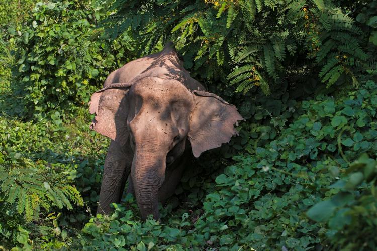 Elephant in jungle in Laos