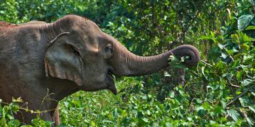 Wildlife and Biodiversity