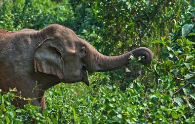Elephant in Laos jungle