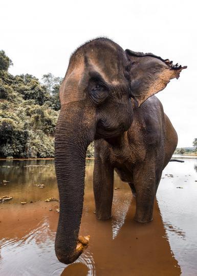 Elephant in Laos