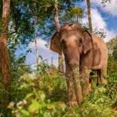 Quote from past volunteer