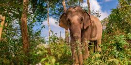 Elephant in the jungle in Laos