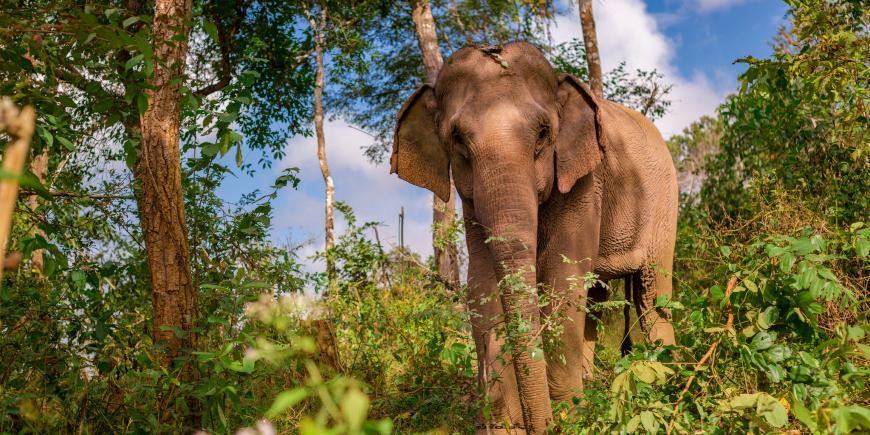 Elephant in the jungle in Laos