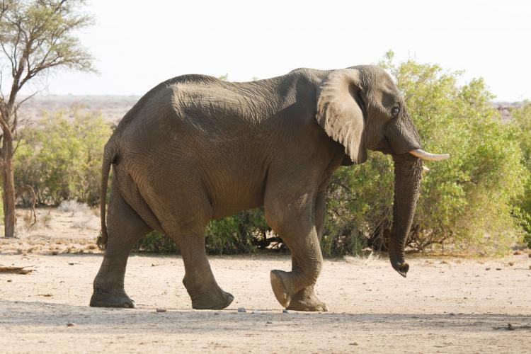 Elephant walking in Namibia
