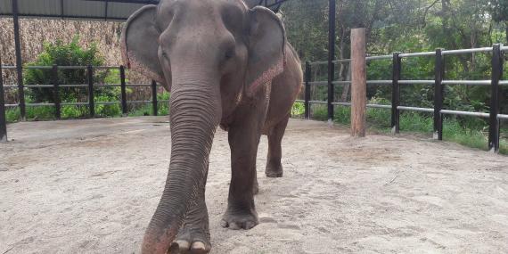 Elephant in night enclosure Thailand