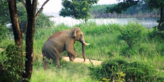 Elephant in the forest