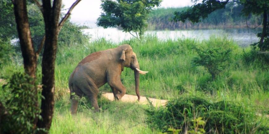 Elephant in the forest