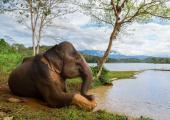 Elephant Volunteer Project, Laos