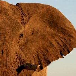 Elephant ear with red sunset glow in Namibia