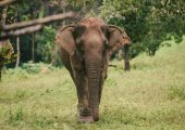 Karen Hill Tribe & Ethical Elephant Experience, Thailand