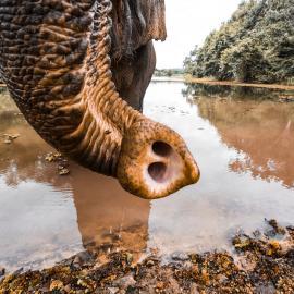 7 of Our Top Volunteer Projects for Elephants: Care & Conservation