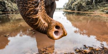 Asian elephant trunk